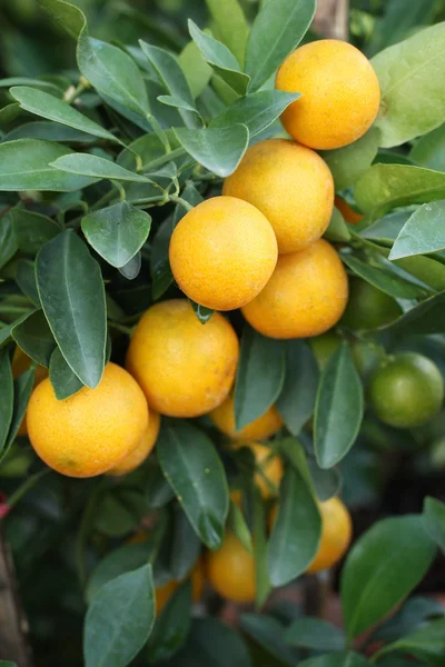 Färsk mogen orange — Stockfoto