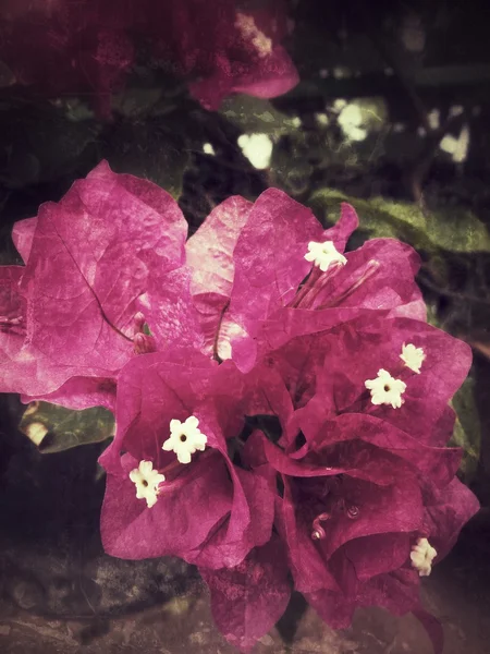 Popínavé květiny — Stock fotografie