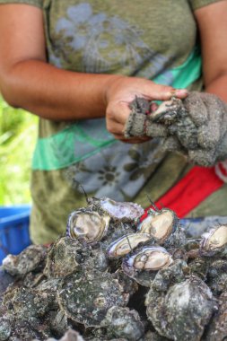 taze yakaladı istiridye