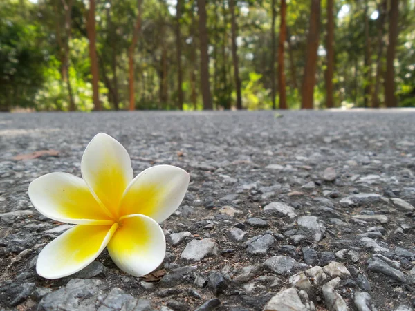 Frangipani flower — Stock Photo, Image