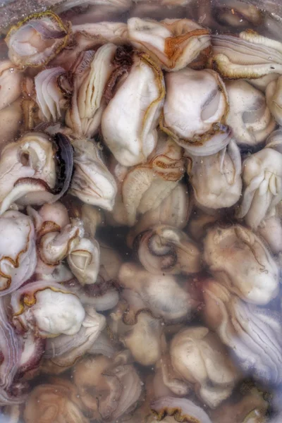 Vers gevangen oesters — Stockfoto