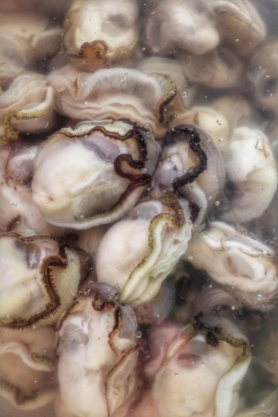 Vers gevangen oesters — Stockfoto