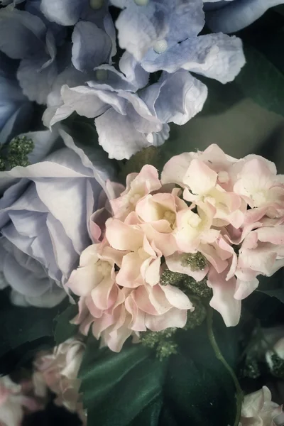 Mooie hortensia bloemen — Stockfoto