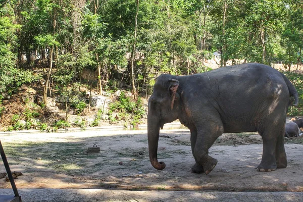 Elefant — Stockfoto