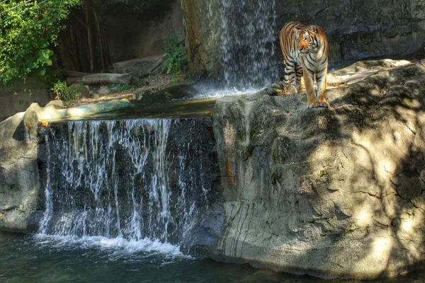 Bengal tiger steht auf dem felsen — Stockfoto