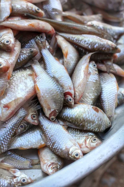 Frischer Fisch — Stockfoto