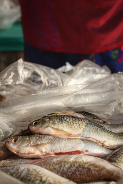 Pescado fresco — Foto de Stock