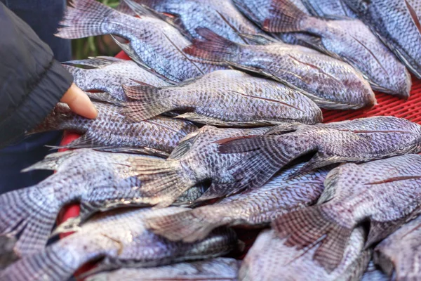 Peixe fresco — Fotografia de Stock