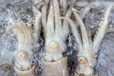 Fresh squid