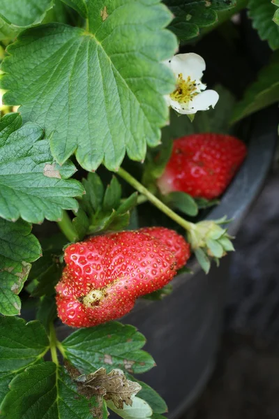 Aardbeien — Stockfoto