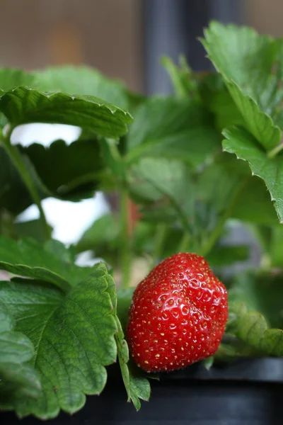 Aardbeien — Stockfoto