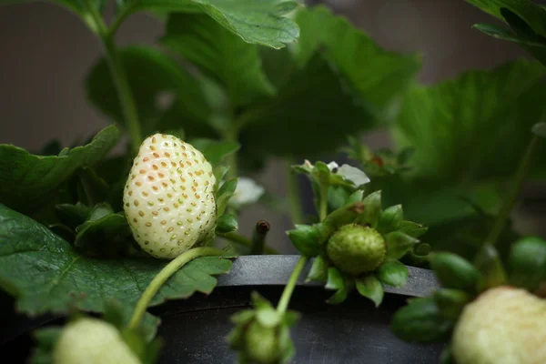 Aardbeien — Stockfoto