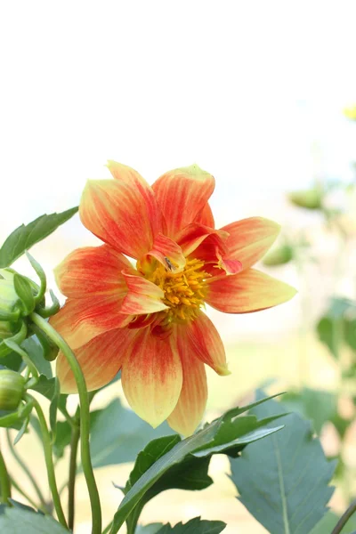 Květiny Gerbera — Stock fotografie