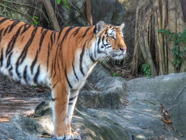 Bengalisk tiger — Stockfoto