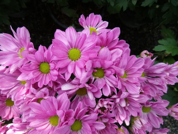 Цветы Герберы — стоковое фото