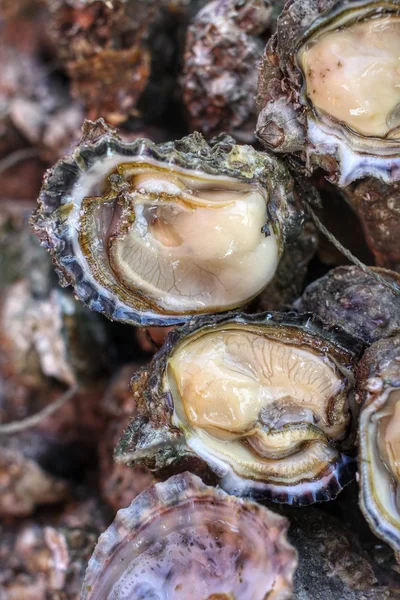 Freshly caught oysters — Stock Photo, Image