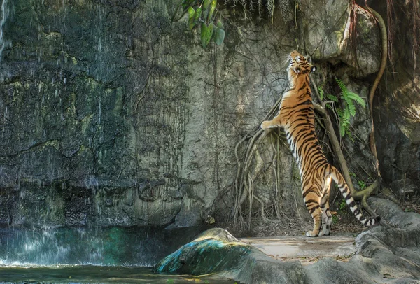 Bengal tiger steht auf dem felsen — Stockfoto