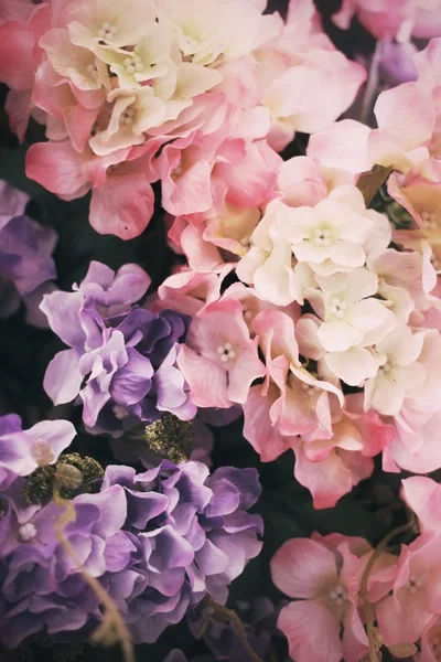 Beautiful hydrangea flowers — Stock Photo, Image