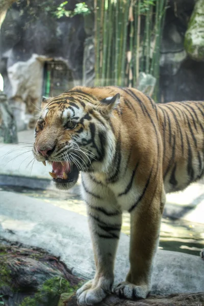 Bengaalse tijger — Stok fotoğraf