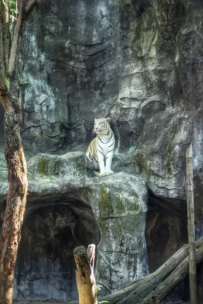 Bengaler Tiger — Stockfoto
