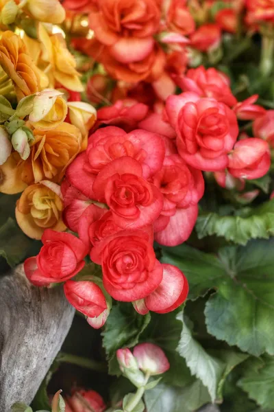Begonia flowers — Stock Photo, Image