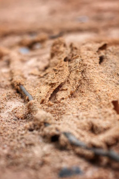 Nido de termitas —  Fotos de Stock