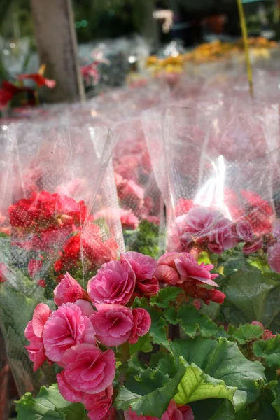 Flores de Begonia — Foto de Stock