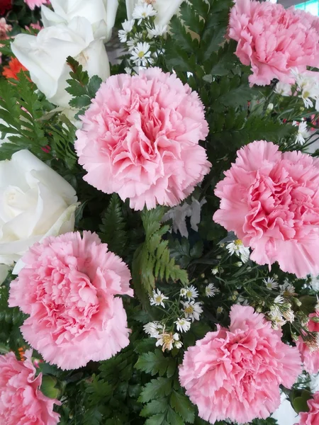Flores de cravo rosa — Fotografia de Stock
