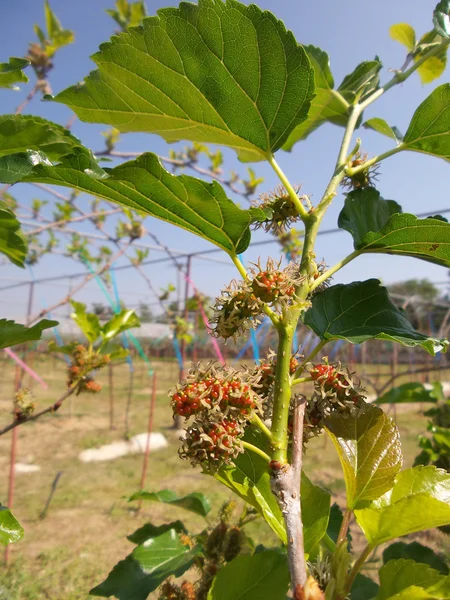 Fruits du mûrier — Photo