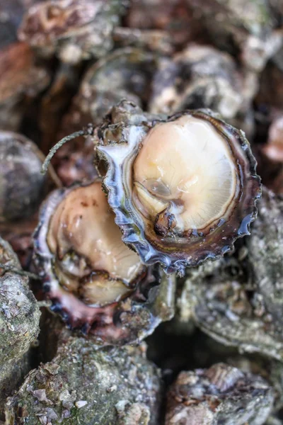 Freshly caught oysters — Stock Photo, Image