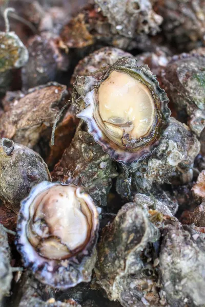 Freshly caught oysters — Stock Photo, Image