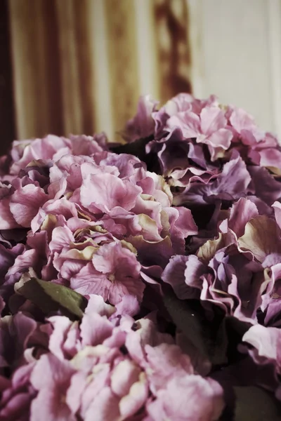 美しい紫陽花の花 — ストック写真