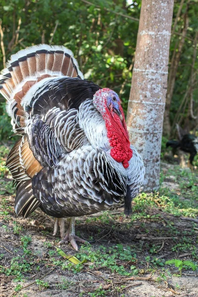 Polla de Turquía — Foto de Stock