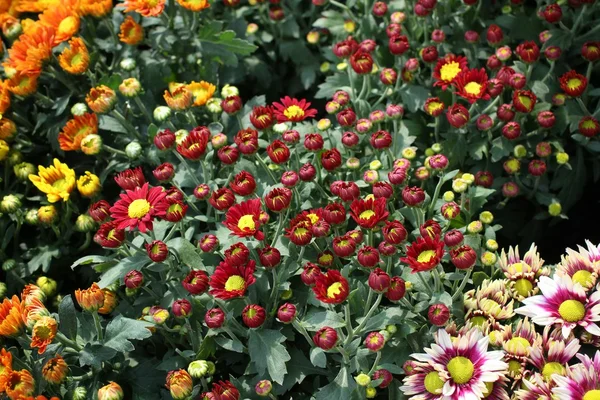 Gerbera-Blumen — Stockfoto