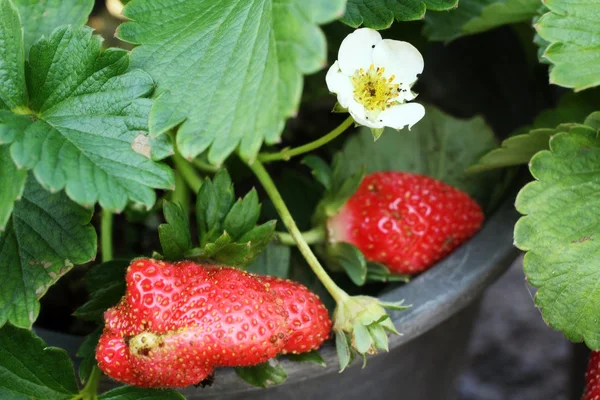 Strawberry — Stock Photo, Image