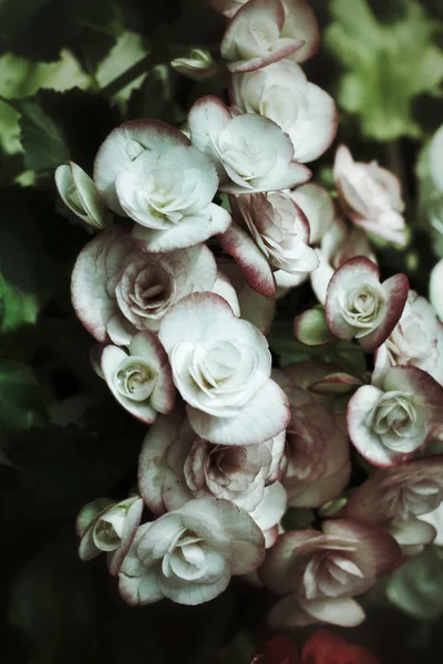 Begonia květiny — Stock fotografie