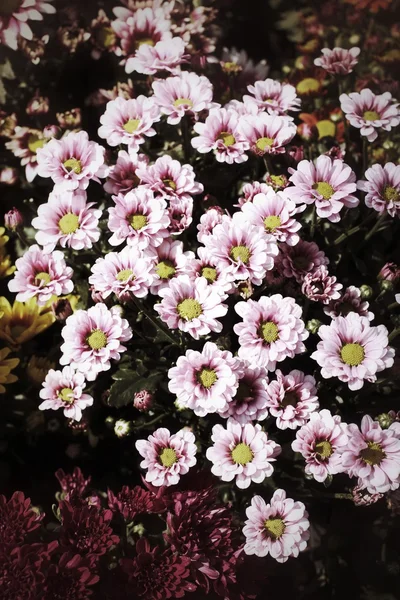 Květiny Gerbera — Stock fotografie