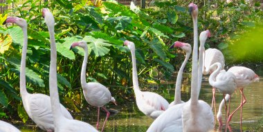 Flamingo