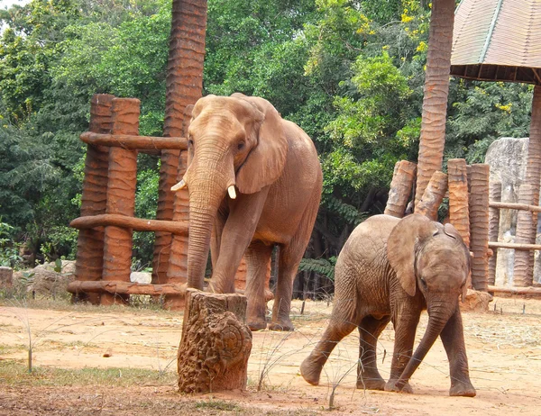 Famille des éléphants — Photo