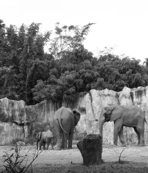 Elefantenfamilie — Stockfoto