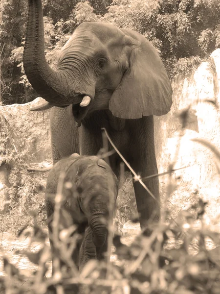 Famille des éléphants — Photo