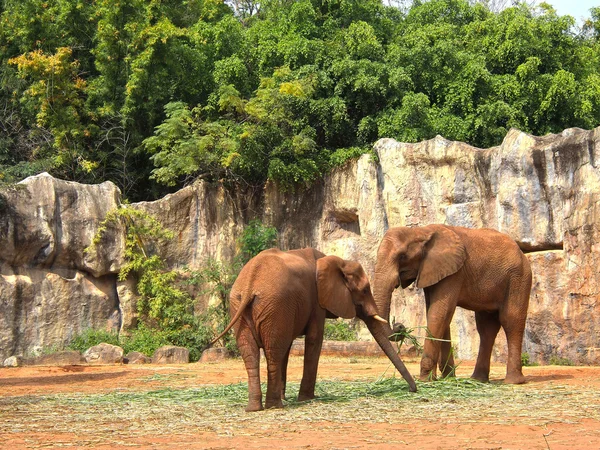 Elephant family — Stock Photo, Image