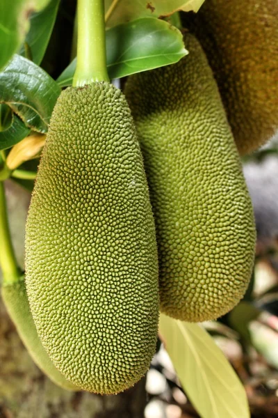 Jack Fruit — Stockfoto