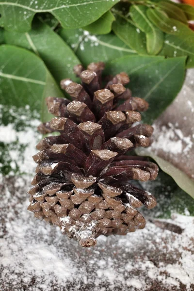 Pine flowers — Stock Photo, Image