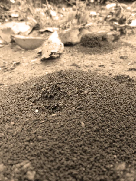 Nid de fourmis — Photo