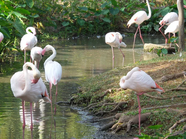 Flamingo — Stockfoto