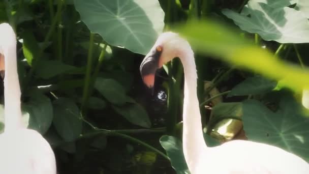 Flamingo Ordförande — Stockvideo