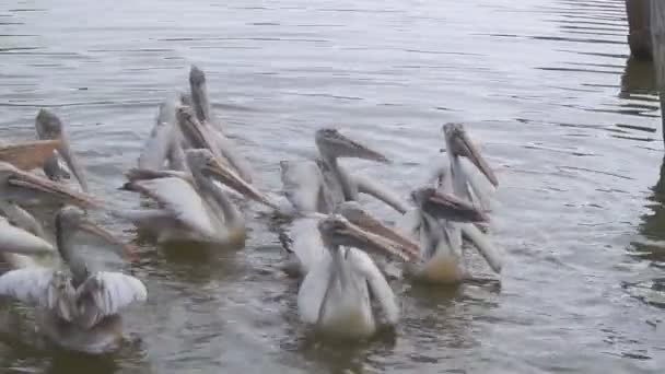 Pelikanfütterung — Stockvideo