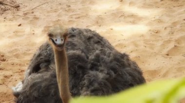 deve kuşu yumurtaları dikkat çekici