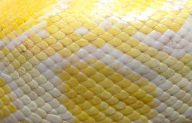 Albino yılan